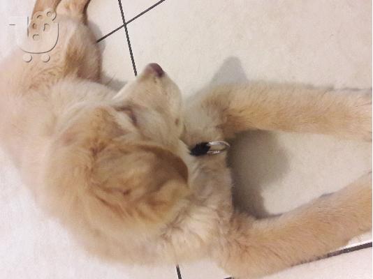 Χαριζεται ημιαιμο golden retriever